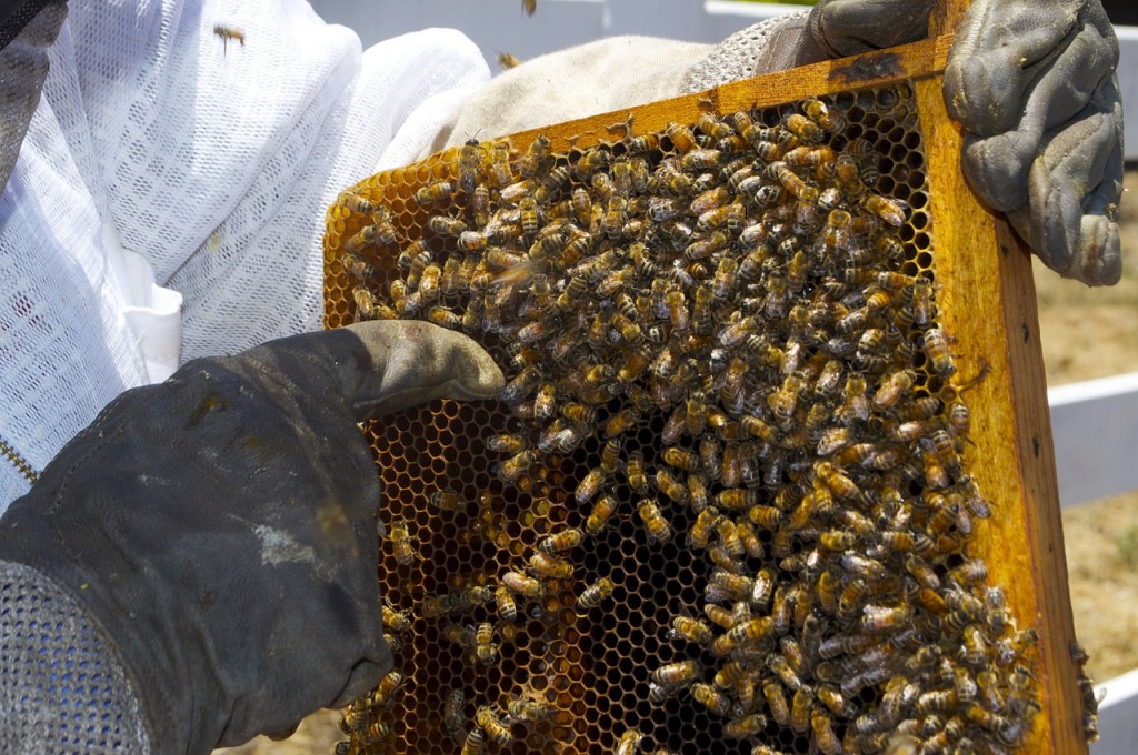 San Diego Beekeeping and Raw Honey
