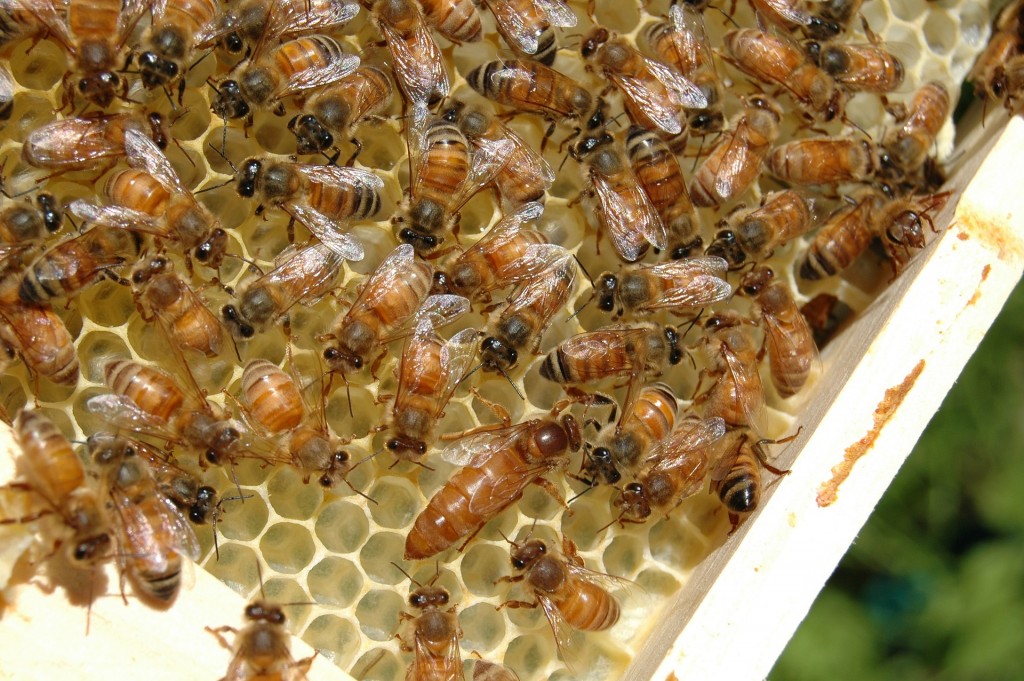 San Diego beekeepers see dozens of colonies die overnight - The