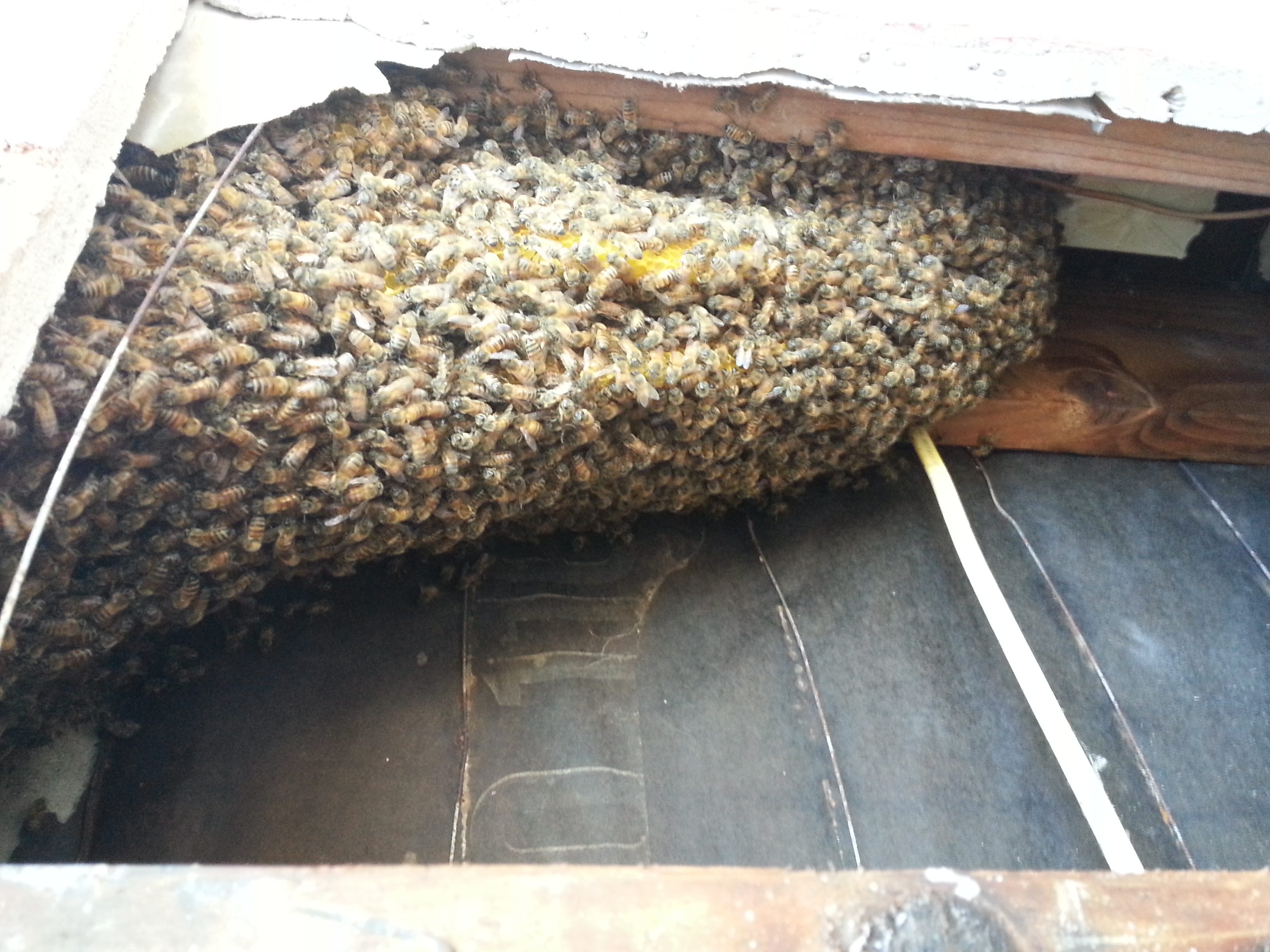 Fallbrook bee removal