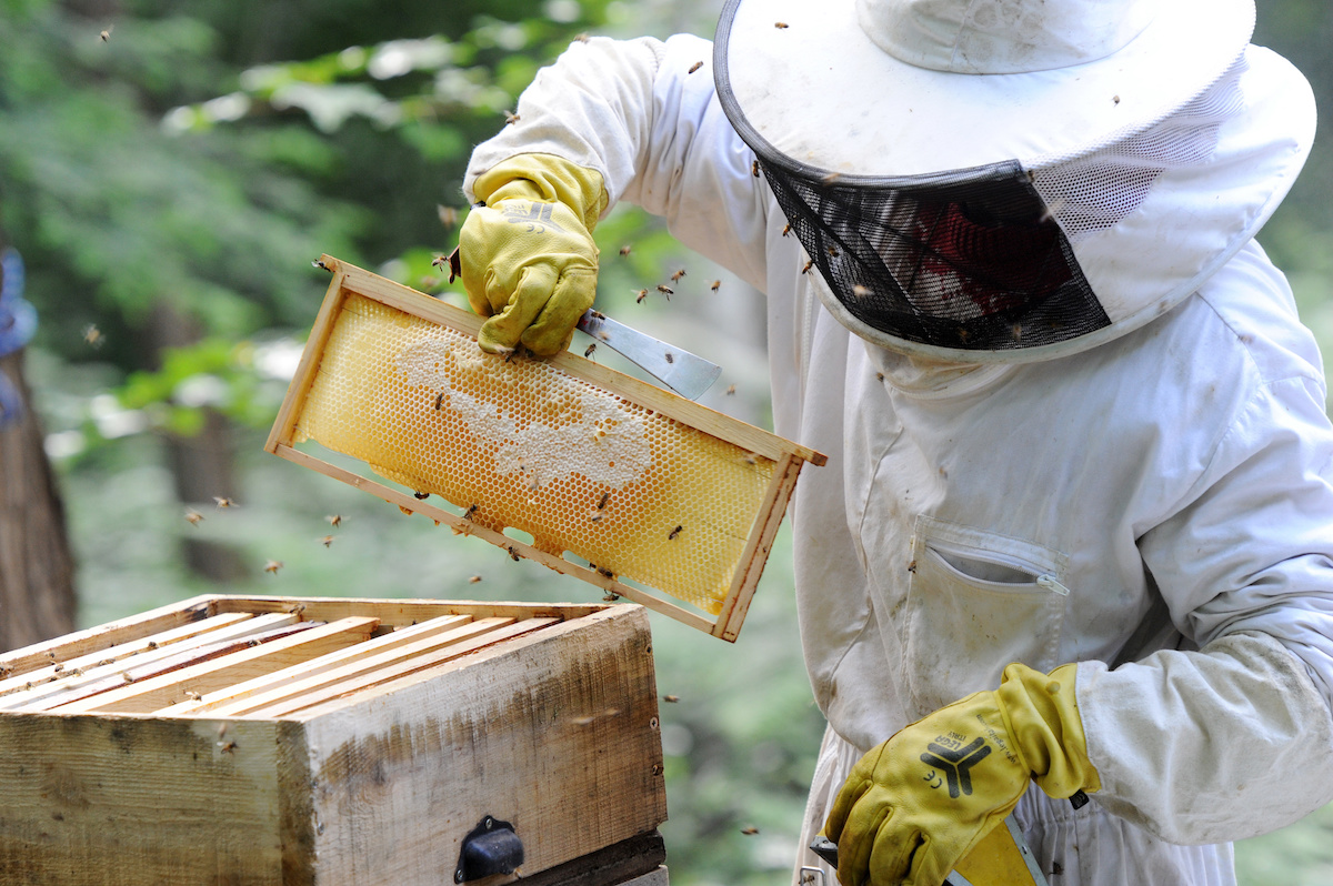 Carmel Mountain Beekeeper