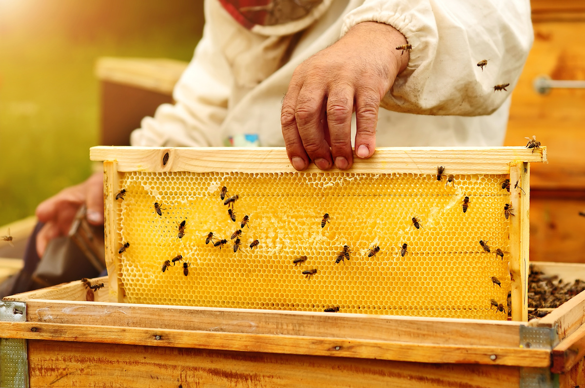 Carmel Valley Beekeeper