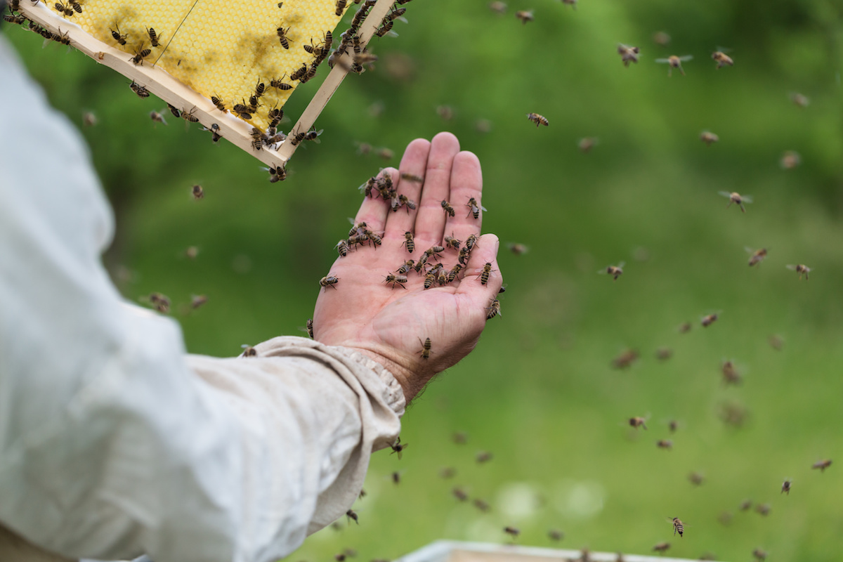 Del Mar Beekeeper