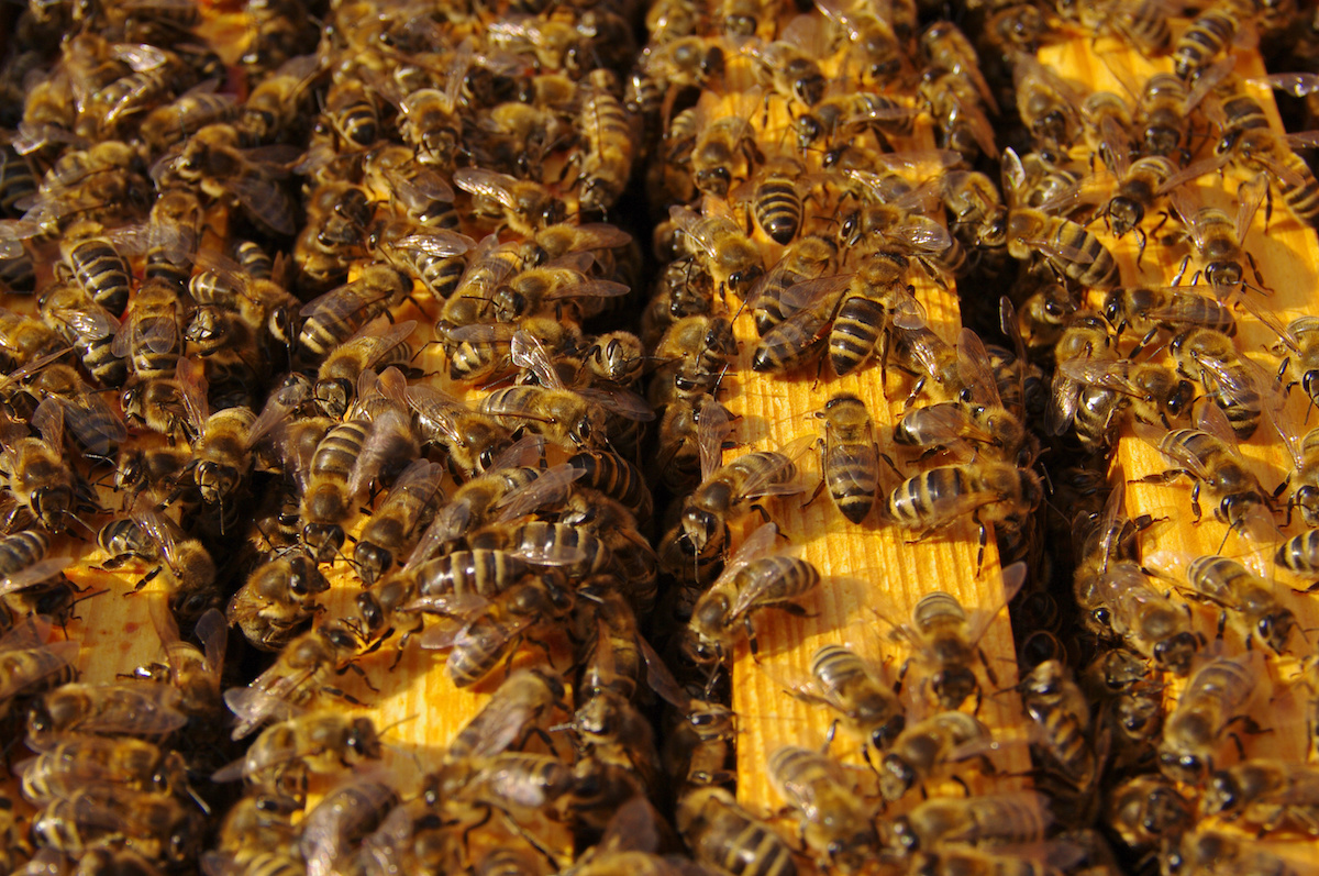 Encinitas Beekeeper