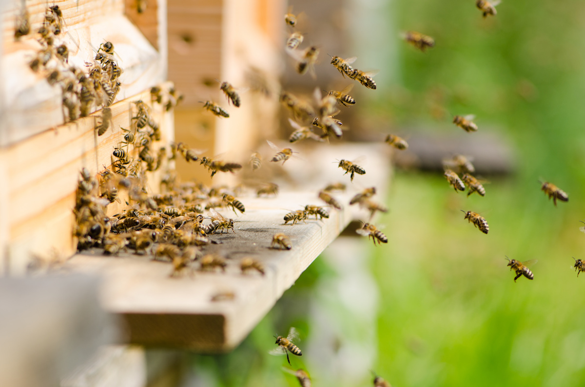 Escondido Beekeeper