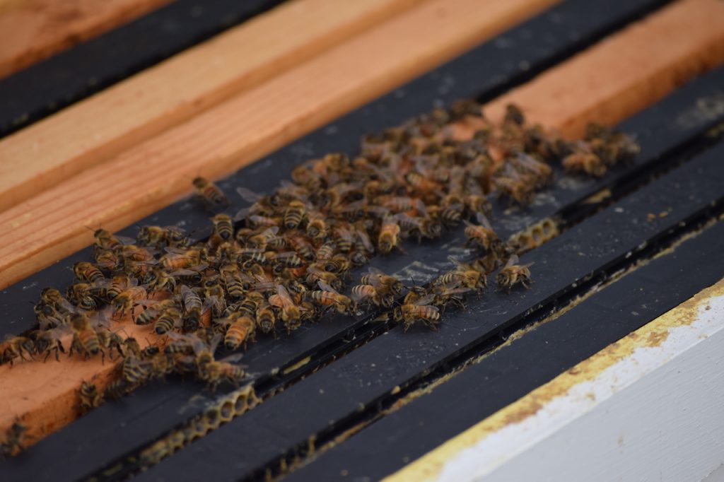 Leucadia Bee Removal Bee Keeper SD