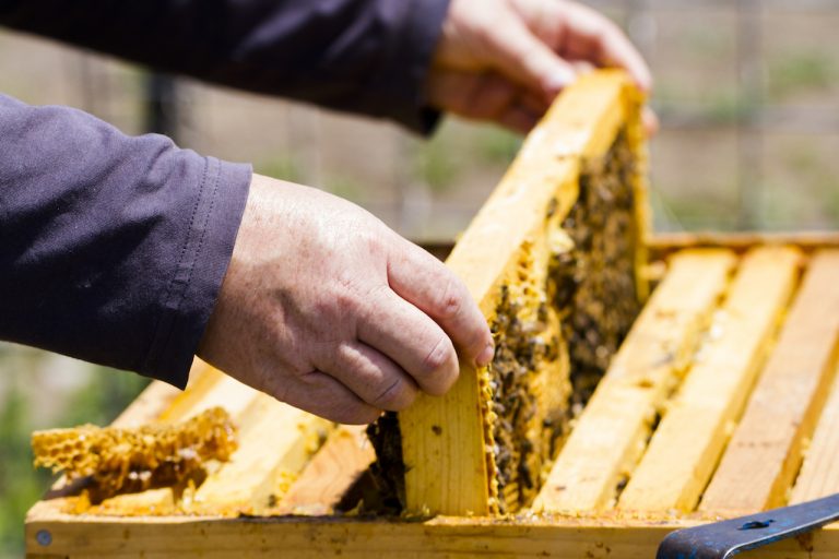 Bee Removal Oceanside Bee Keeper SD
