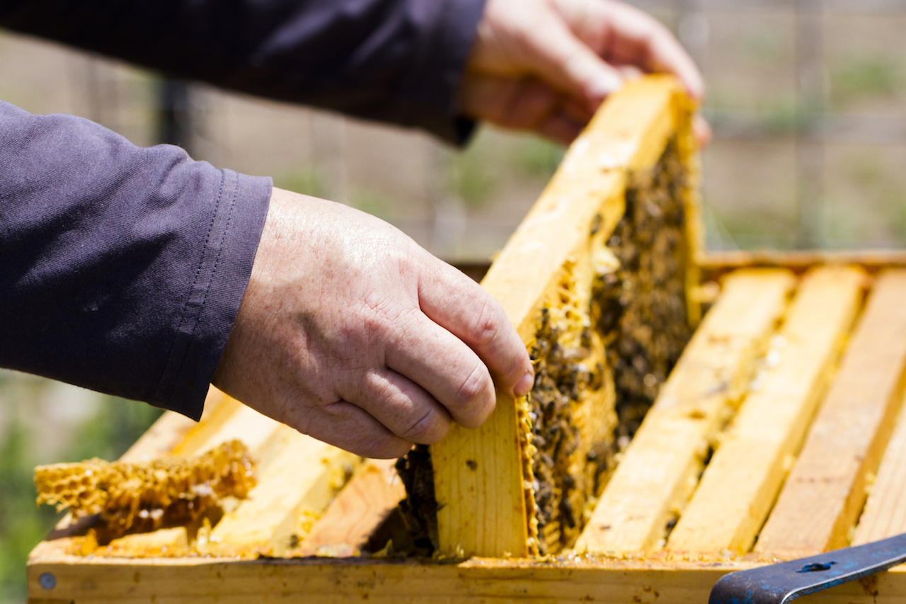 Oceanside Beekeeper