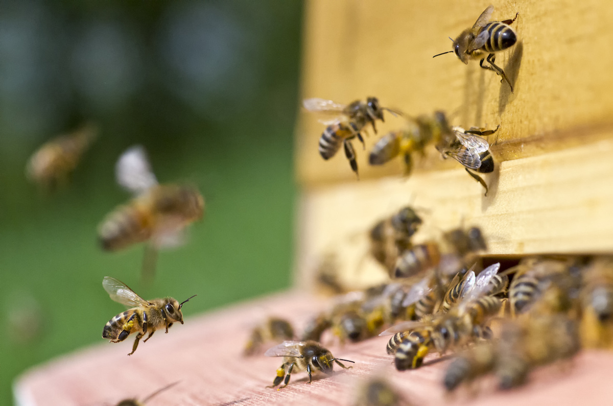 Poway Beekeeper