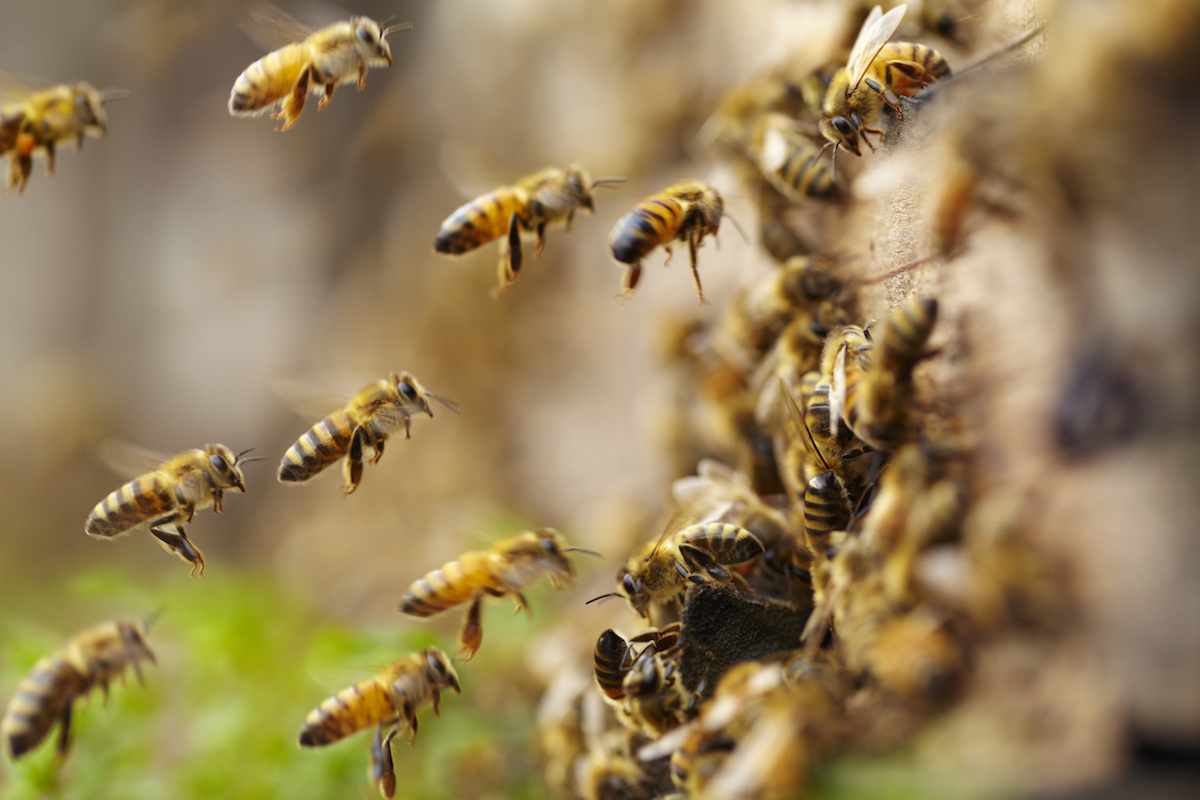 Rancho Bernardo Bee Removal | Bee Keeper SD