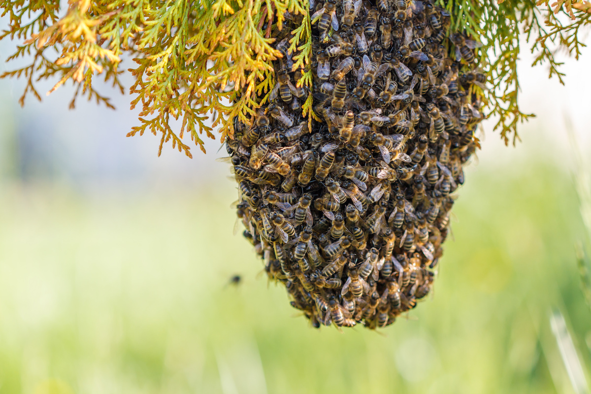 Rancho Santa Fe Beekeeper