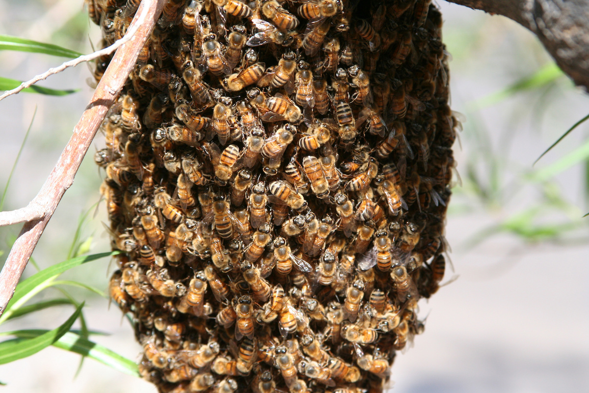 San Diego Beekeeper